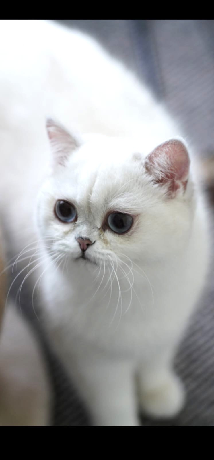 My Lady Nobles D`Agent